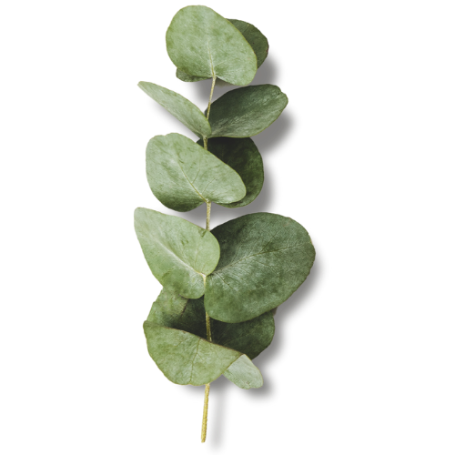 Eucalyptus leaves